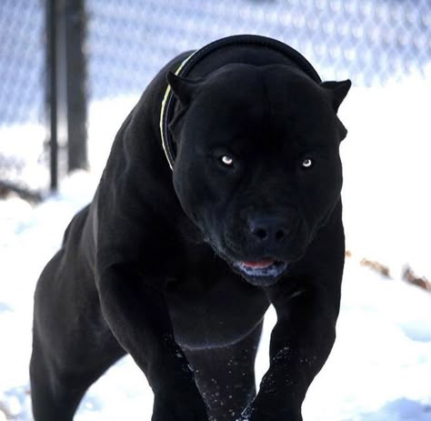 Most panther looking dog ever. Pitbull Noir, Chien Cane Corso, Lup Singuratic, Black Pitbull, Bully Breeds Dogs, Big Dog Breeds, Cane Corso Dog, Corso Dog, Scary Dogs