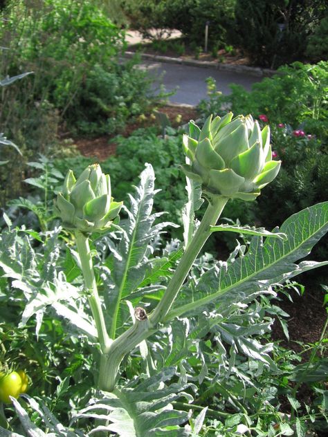 Grow Artichoke, How To Grow Artichokes, Artichoke Plant, Growing Artichokes, Artichoke Plants, Cold Climate Gardening, How To Grow Lemon, Garden Vegetable, Garden Life