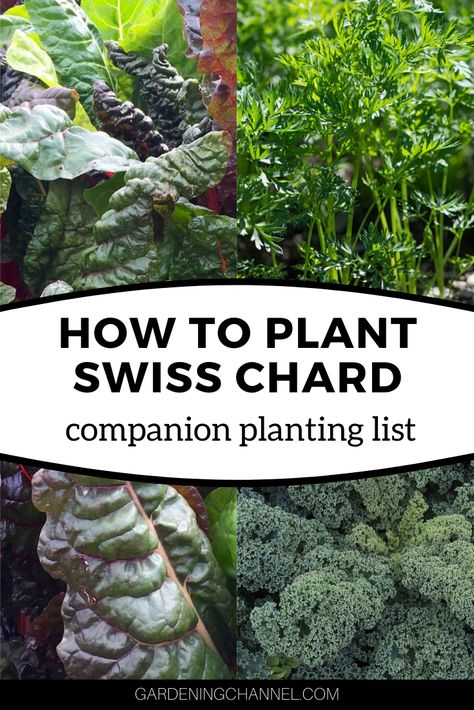 Design your garden with this companion planting list. Learn which plants to grow near Swiss chard to repel pests. #gardeningchannel #gardening #growingvegetables #vegetablegarden Growing Swiss Chard, Companion Gardening, Symbiotic Relationships, Swiss Chard, Growing Tomatoes, Tomato Plants, Planting Vegetables, Chard, Companion Planting