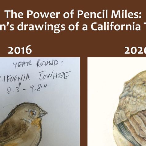 Wild Wonder Foundation on Instagram: "“Drawing is not a gift—it is a skill. You can learn to draw. You just have to put in the pencil miles.” —John Muir Laws @johnmuirlaws   In these drawings of a California Towhee, shared with permission from artist, author, birder, and nature journaler Amy Tan @amytanwriter , we see the power of the daily pencil miles Amy put in during the four years from 2016 to 2020. Amy shared these two images as part of her keynote talk at our 2023 Wild Wonder Nature Journaling Conference. You can see more of her nature journal pages and drawings in her new book, The Backyard Bird Chronicles (Knopf, 2024), featuring a foreword by David Allen Sibley @sibleyguides .  Many people believe that the ability to draw is a gift...and if you aren’t already good at it, you can’ John Muir Laws, Wild Wonder, Visual Journals, Amy Tan, Nature Journaling, David Allen, Instagram Drawing, Visual Journal, The Pencil