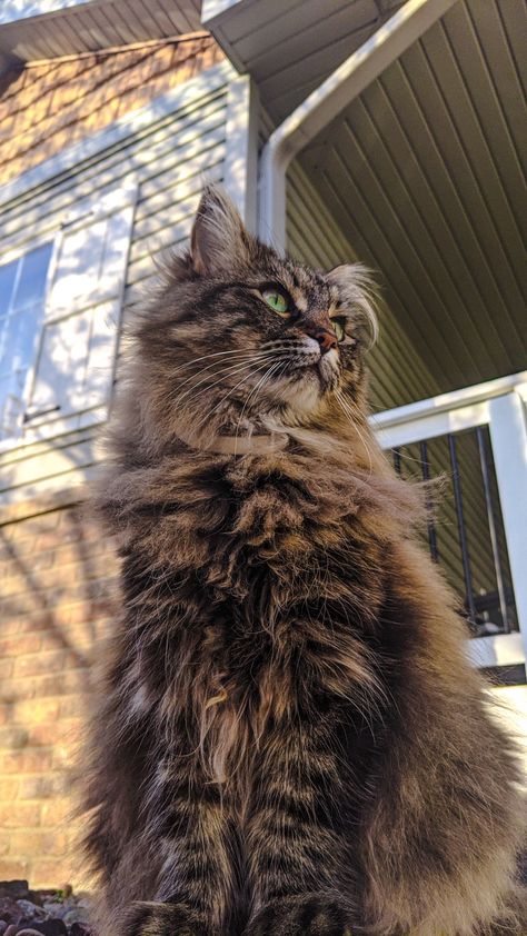 cat fur, fluffy, brown, green eyes Brown Fluffy Cat Aesthetic, Brown Cat Fluffy, Long Haired Brown Tabby Cat, Brown Tabby Cat Long Hair, Dark Brown Tabby Cat, Brown Tabby Cat Aesthetic, Fluffy Cat Aesthetic, Brown Fluffy Cat, Brown Ragdoll Cat