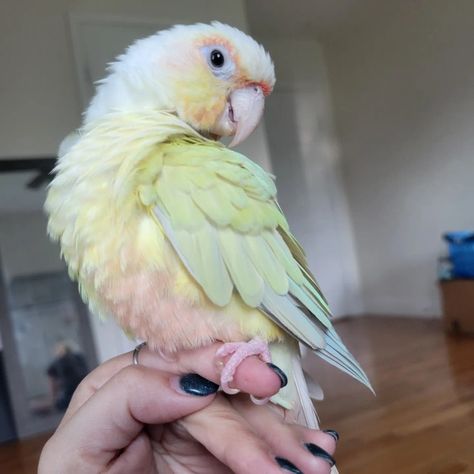 Colourful Animals Photography, Sun Cheek Conure, Moon Cheek Conure, Colorful Birds Photography, Cute Budgies, Cool Birds, Bird Names, Bird Room, Rainbow Animals