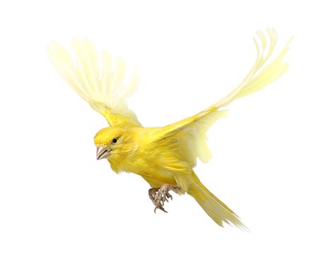 "Canary" Andrew Zuckerman: Creature Yellow Bird Tattoo, Flying Bird Tattoo, Flying Tattoo, Canary Birds, Bird Book, Yellow Bird, Bird Pictures, Exotic Birds, Birds Tattoo