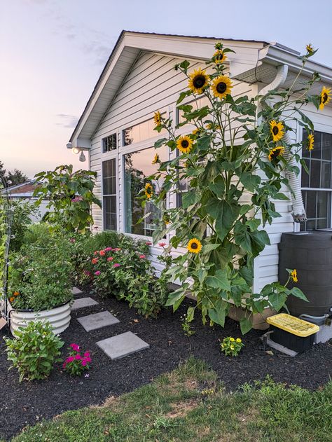 Where To Plant Sunflowers In Yard, Sunflowers In Garden Ideas, Sunflowers In Backyard, Sunflowers In Front Of House, Backyard Sunflower Garden, Sunflowers Garden Ideas, Sunflower Beds Garden, Growing Sunflowers Indoors, Sunflower In Garden