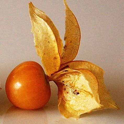 Ground Cherry Ground Cherry, Red Moles, Healthy Life Hacks, Food Facts, Food Network, Health Problems, Beets, Mole, Food Photo