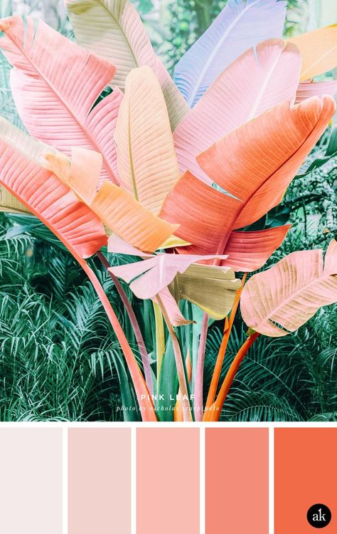 a pink-palm-inspired color palette // orange, coral, pink // photo by Nicholas Scarpinato Caribbean Coastal Decor, Jungle Color Palette, Apartment Refresh, Florida Vibes, Spa Oasis, Motifs Design, Mehndi Party, Trending 2023, Wallpaper Inspiration