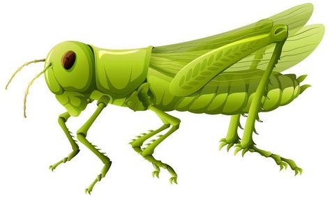 Grasshopper Cartoon, Grasshopper Images, Cartoon Animals Cute, Crocodile Cartoon, Nature Cartoon, Grassland Habitat, Animals Cute, Dora The Explorer, Character Poses