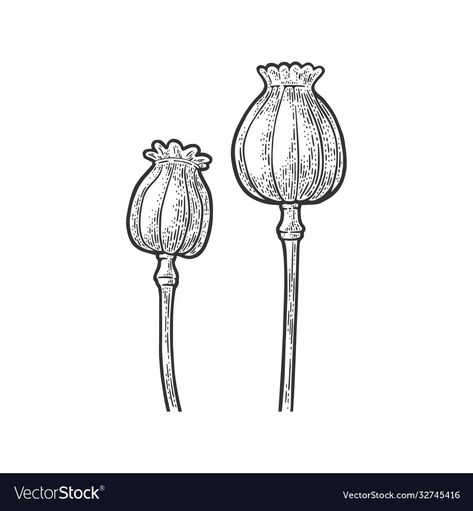 Poppy flower seed head sketch vector image Poppy Seed Drawing, Poppy Seed Heads Drawing, Poppy Seed Heads, Poppy Flower Sketch, Poppy Sketch, Seed Tattoo, Poppy Flower Drawing, Poppy Flower Seeds, Head Sketch