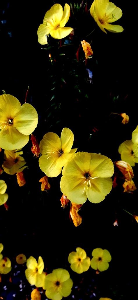 Evening primrose Primrose Wallpaper, Evening Primrose Flower, Primrose Flower, Butterflies Art, Beautiful Butterflies Art, Flower Background, Evening Primrose, Butterfly Art, Flower Backgrounds