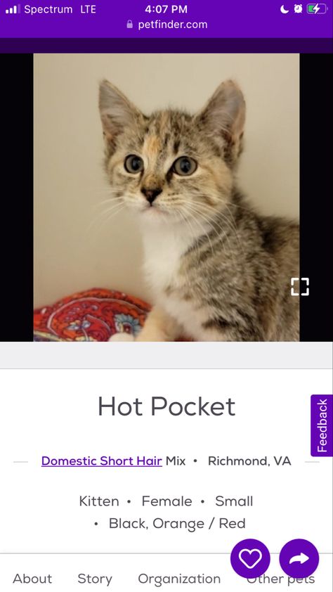 Pet Finder Funny Names, Silly Cats With Captions, Petfinder Cat Names, Funny Cat Names, Pet Finder, Catnip Memes Hilarious, Hot Pockets, Funny Names, Lots Of Cats