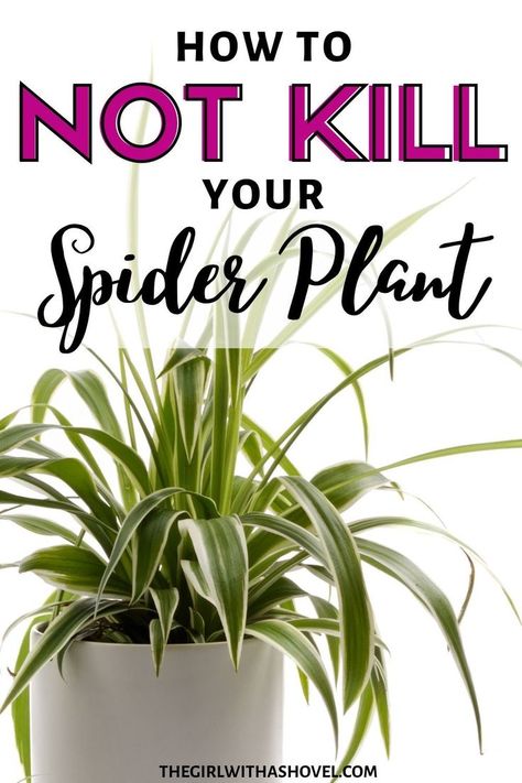 Do you have one of these awesome plants?! Then learn how to correctly take care of it to keep your spider plant looking great! Spider Plant Care Indoor, Hanging Spider Plant, Plants For Apartments, Spider Plant Care, Indoor Plant Care Guide, Easy Indoor Plants, Snake Plant Care, Household Plants, Indoor House Plants