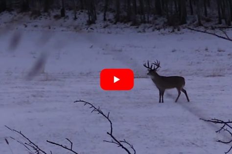 Buck And Doe Mount, Deer Hunting Videos, Mule Deer Hunting, Hunting Videos, Whitetail Deer Hunting, Bow Season, Wide Open Spaces, Deer Decor, Mule Deer