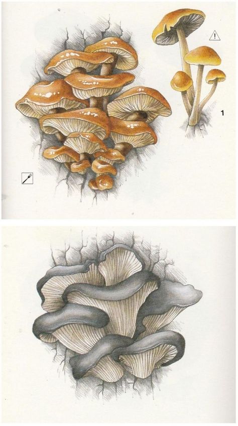 fungus drawings, hiratake, vintage illustration, old guidebook, nature, art inspiration Mushrooms On Trees Drawing, Mushroom Anatomy Drawing, Cordyceps Mushroom Drawing, Pink Oyster Mushroom Drawing, Mushroom Gills Drawing, Shelf Mushroom Drawing, Oyster Mushroom Drawing, Coloring Mushrooms, Fungi Drawings