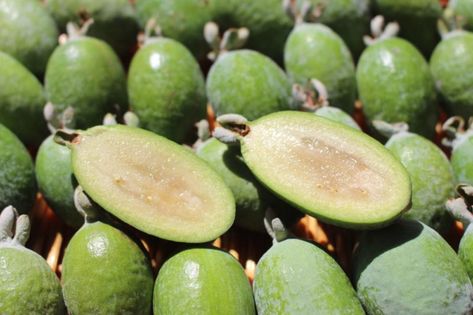 Growing Feijoa: The Complete Guide to Plant, Grow and Harvest Feijoa Pineapple Guava Tree, Guava Plant, Pineapple Guava, Guava Tree, Pineapple Benefits, Cape Gooseberry, Guava Fruit, Strange Fruit, Tree Seedlings