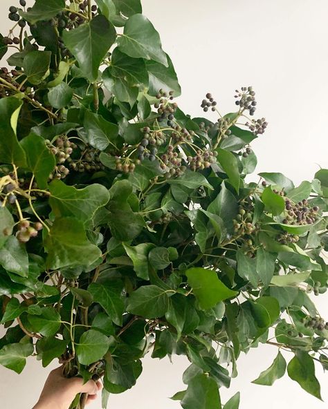 Bush Ivy is an emerald green foliage that berries in winter. Ivy Berries, Ashridge House, Best Greens, 24th September, Harry Wedding, Earthy Neutrals, Flower Varieties, Tuscan Garden, Long Stem Flowers