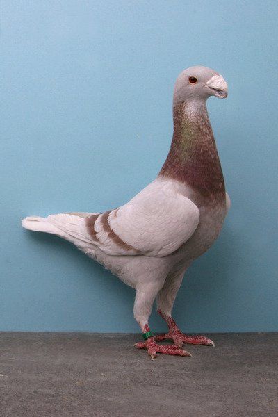 German Beauty Homer Pigeons, Homer Pigeon, Racing Pigeon Lofts, Pigeon Pictures, Homing Pigeons, Pigeon Loft, Pigeon Breeds, Dove Pigeon, Racing Pigeons