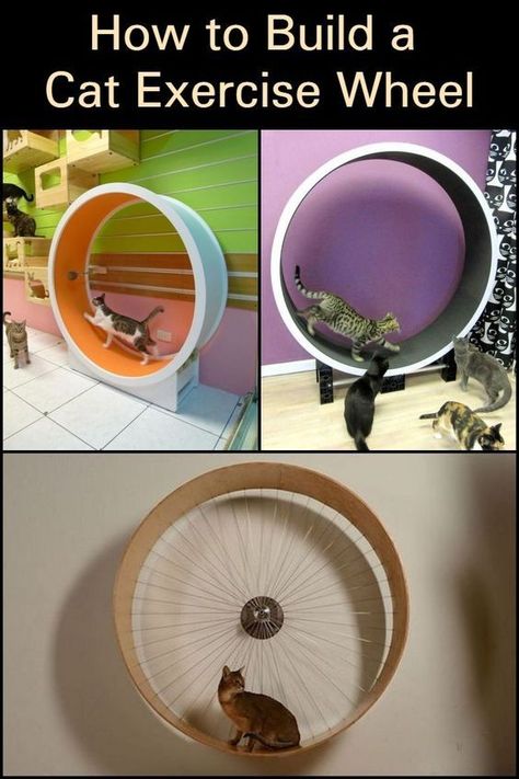 Diy Jouet Pour Chat, Cat Wheel, Cat Playground Outdoor, Cat Exercise Wheel, Katt Grejer, Kat Diy, Chat Diy, Diy Cat Tree, Cat Exercise