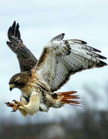 Raptor Bird Of Prey, Red Tail Hawk, Raptors Bird, Bird Sketch, Red Tailed Hawk, Bird Wings, Landing Gear, An Eagle, Birds Tattoo