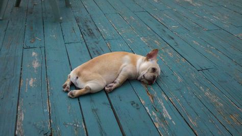 This is how I feel after Bonaroo Anjing Bulldog, Tierischer Humor, Bulldog Francese, Francia Bulldog, Memes Humor, E Card, A Sign, Kickboxing, 귀여운 동물