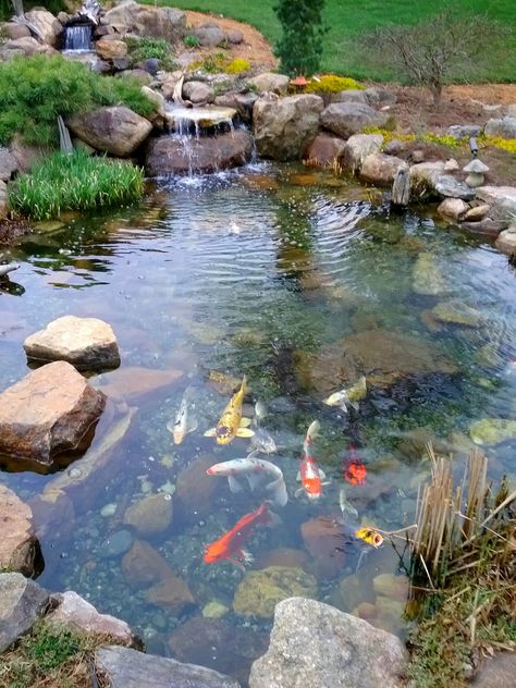 Outdoor Living Space Diy, Koi Pond Design, Kolam Koi, Garden Landscaping Ideas, Fish Pond Gardens, Garden Pond Design, River Rock Landscaping, Pond Water Features, Natural Pond