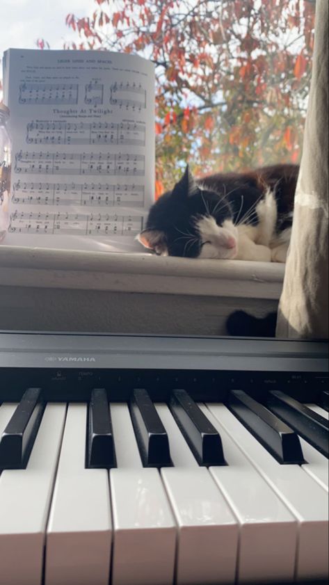 Cat Piano Aesthetic, Cat On Piano Aesthetic, Piano Pfp Aesthetic, Aesthetic Piano Pictures, Piano Aesthetic Wallpaper, Cat And Piano, Aesthetic Piano, Cat Piano, Piano Wallpaper