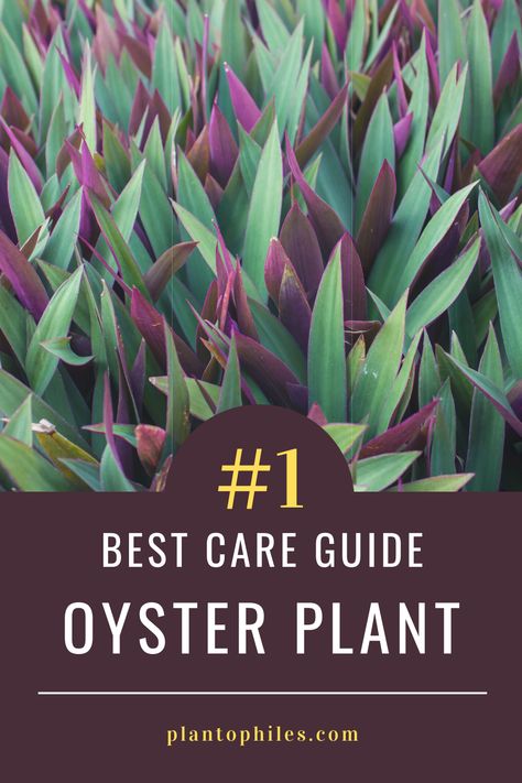 Oyster Plant Landscaping, Oyster Plant Care, Easiest Plants To Propagate In Water, Growing Oyster Mushrooms At Home, Oyster Farming, Oyster Mushroom Cultivation, Canned Oysters, Ocean Villa, Oyster Plant