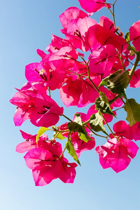 Boganvillia Aesthetic, Bougenville Flowers Aesthetic, Bouganvilla Flower, Bougenville Flowers, Pretty Pink Aesthetic, Things To Do With Kids, Flower Background Wallpaper, Beautiful Flowers Wallpapers, Pretty Flower