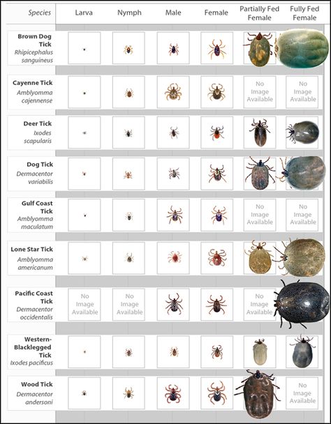 Deer Tick Bite, Vet Science, Types Of Ticks, Insect Identification, Animal Infographic, Common Diseases, Deer Ticks, Tick Removal, Tick Bite