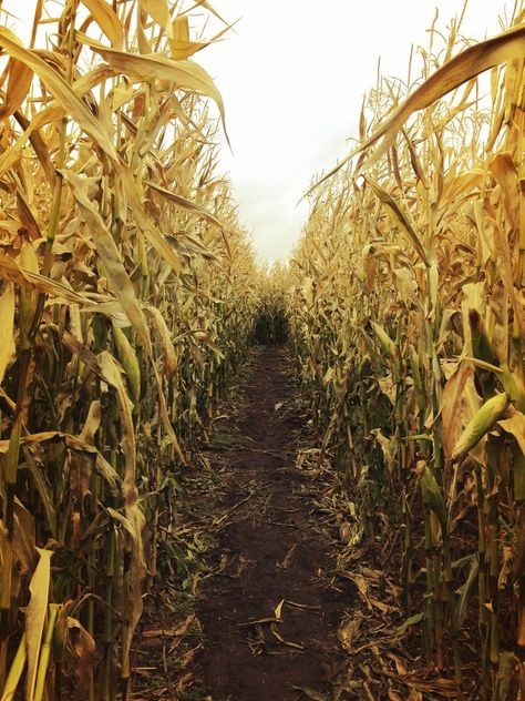 Inside a corn maze. Most fun in the dark with just a flashlight and the moon on Halloween! October Country, Children Of The Corn, Corn Field, Over The Garden Wall, Corn Maze, Best Seasons, Fall Pictures, Stardew Valley, Autumn Aesthetic