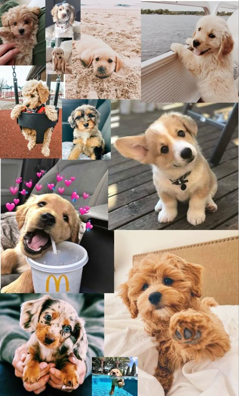 Dog Collage Wallpaper, Cute Dog Wallpapers, Puppy Background, Puppy Backgrounds, Dog Collage, Dog Wallpaper Iphone, Dog Wallpapers, Cute Puppy Wallpaper, Cute Dog Wallpaper