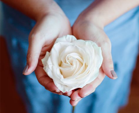 A Reason, Season Or Lifetime Hand Fotografie, Hand Holding Rose, Giving Hands, Hands Holding Flowers, Soren Kierkegaard, Hand Photography, Spiritual Stuff, Hand Flowers, Hand Reference