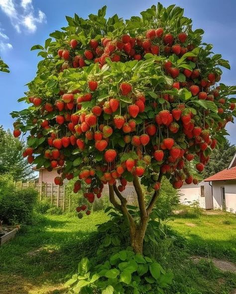 рrovide Fruit Tree Aesthetic, Trees Backyard, Fruit Trees Backyard, Giant Strawberry, Strawberry Tree, Abstract Wallpaper Design, Air Terjun, Poultry Farm, Beautiful Fruits