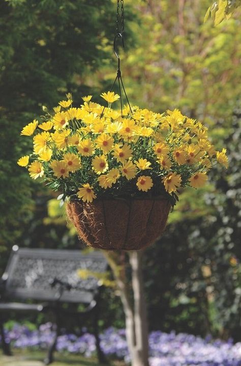 Hanging Morning Glory Baskets, Tropical Hanging Baskets, Hanging Basket Ideas, Garden Decorations Ideas, Hanging Balcony, Fall Gardens, Small House Garden, Colourful Garden, Hanging Plants Outdoor