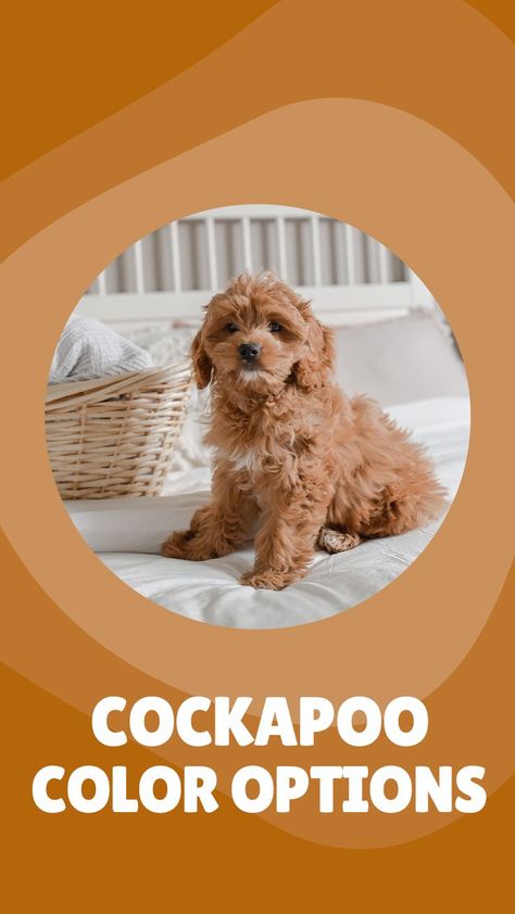 Did you know that there are a number of different cockapoo colors available? In fact, the American Cockapoo Club recognizes 27 different shades! If you're thinking about getting a cockapoo, it's important to understand the different color options available to you. This blog post will discuss the most common cockapoo colors and what they mean for your dog's personality and appearance. Cockapoo Colors, Cockapoo Dog, Dog Club, Dog Personality, Color Guide, Doodle Dog, Different Colors, Color Options, Did You Know