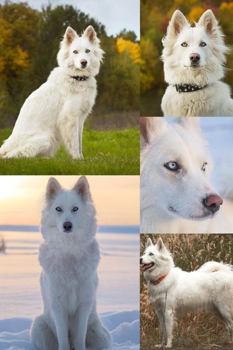 Yakutian Laika Dog breeds usa Yakutian Laika Dogs, Dog Breeds Aesthetic, Yakutian Laika, Protective Dog Breeds, Dog Line Art Tattoo, Laika Dog, Unique Dogs, Anime Puppy, Puppy Girl