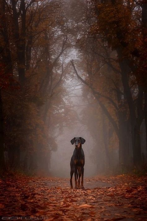 Autumn Melancholy, Black And Tan Terrier, Dog Photography Ideas, Regard Animal, Doberman Love, Doberman Pinscher Dog, Dog Photoshoot, Doberman Dogs, Dog Help