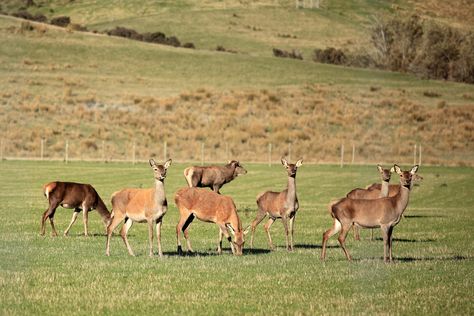 Deer Milk Is Apparently a Real Thing (in New Zealand) - https://modernfarmer.com/2018/06/deer-milk-is-apparently-a-real-thing-in-new-zealand/?utm_source=PN&utm_medium=Pinterest&utm_campaign=SNAP%2Bfrom%2BModern+Farmer Pictures Of Products, Deer Farm, Modern Farmer, Assassins Creed Art, Feeding America, Dairy Cows, Red Deer, Milk Cow, Bushcraft