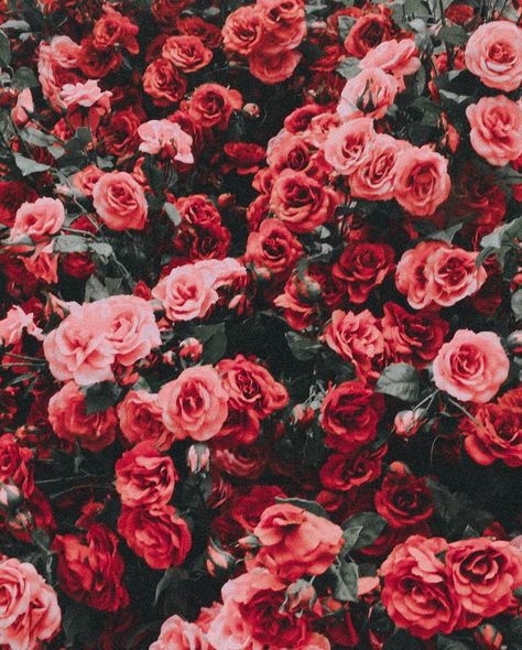 red flowers #love Red Spring Aesthetic, Roses Bush, Red Garden, Garden Spring, Trendy Flowers, Most Beautiful Flowers, Flowers Wallpaper, Flower Phone Wallpaper, Rose Wallpaper