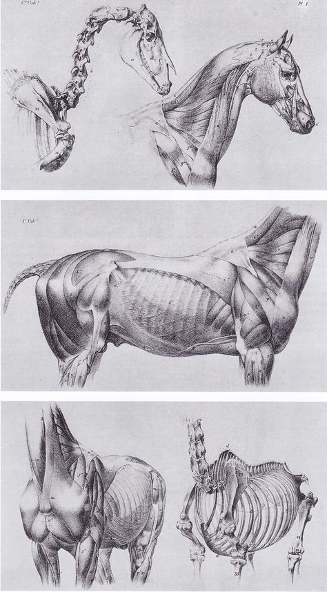 Inspirational Artworks: Animal art Regnul Animal, Horse Sketch, Horse Anatomy, Animal Skeletons, Animal Anatomy, Animal Study, Drawing Faces, Anatomy For Artists, Horse Drawing