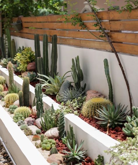 Minimalist Succulent Garden, Desert Landscaping Backyard Pool, Cacti Garden Outdoor, Modern Desert Backyard, Backyard Arizona, Best Greige Paint, Best Greige, Desert Landscaping Backyard, Cactus Garden Landscaping