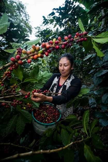 Coffee Farm Photography, American Coffee Shop, Coffee Harvesting, Coffee Plants, Cafe Cup, Farm Photography, Coffee Farm, Coffee Illustration, Coffee Plant