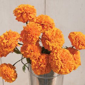 orange marigolds Flowers From 1970, Orange Aesthetics, Orange Things, Aesthetic Orange, Pastel Orange, Color Aesthetic, Orange You Glad, Orange Aesthetic, Orange Wallpaper