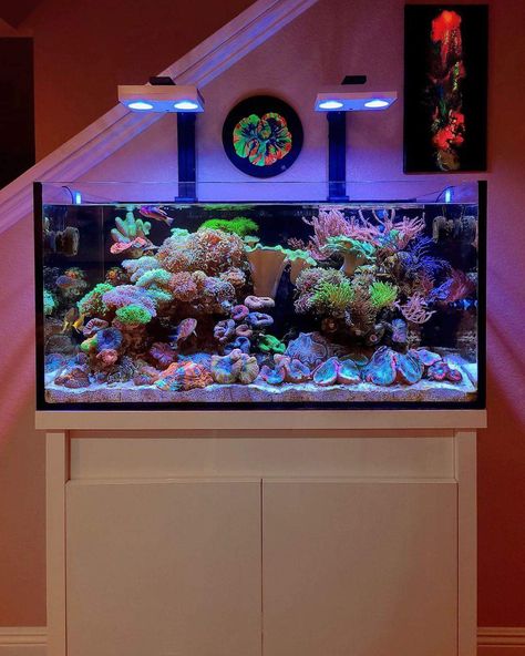 Aquarium Design Ideas, Cool Fish Tank Decorations, Indoor Rabbit Cage, Coral Fish Tank, Fish Tank Themes, Saltwater Aquarium Fish, Cool Fish Tanks, Saltwater Fish Tanks, Fish Tank Design