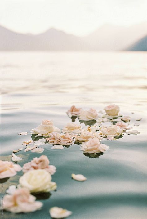 roses on water Soft Water Aesthetic, Flower Petals In Water, Roses In Water, Floating Roses, Flowers In Water, Spring Moodboard, Zodiac Aesthetic, Sassy Water, Ocean Stuff