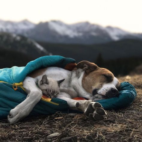 Travelling Together, Most Expensive Dog, Adventure Dog, Adventure Cat, Siamese Kittens, Kitten Rescue, Adorable Kitten, Dog Adventure, Cat And Dog