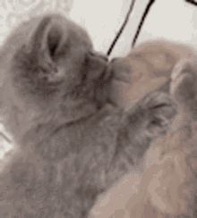 Kiss Animated, Kiss Gif, Animated Gif, Cool Gifs, Kiss, Gif, Animals, Quick Saves