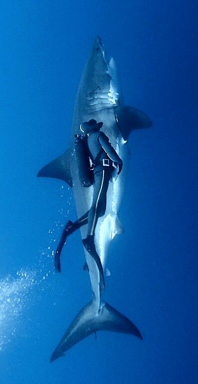 Swimming with a Great White Shark Shark Photography, Padi Diving, Types Of Sharks, Shark Photos, Shark Pictures, Underwater Creatures, Sharp Teeth, Let's Dance, White Sharks