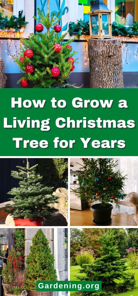 How to Grow a Living Christmas Tree for Years Live Potted Christmas Tree, Christmas Tree Container, Living Christmas Tree, Christmas Tree Outside, Christmas Tree Plant, Potted Christmas Trees, Outdoor Christmas Tree, Real Christmas Tree, Indoor Christmas