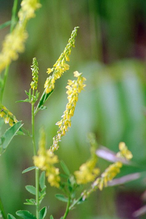 Mulch Plants, Sweet Clover, Nature Reference, Clover Tattoos, Wildlife Garden, Yellow Blossom, Wildlife Gardening, Minnesota Wild, Pollinator Garden