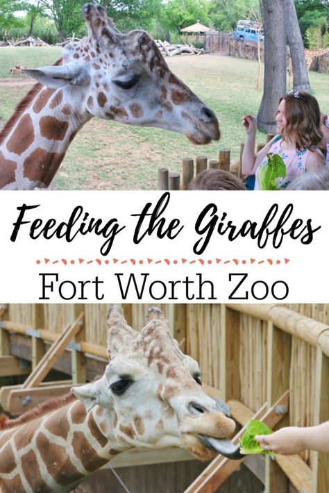 Get up close and personal with the giraffes at the Fort Worth Zoo in Texas. You can experience hand-feeding giraffes as a family which is amazing. Fun family events in DFW. Memphis Zoo, Fort Worth Zoo, Southwest Travel, African Savanna, Travel Texas, Texas Roadtrip, Travel Wishes, Us Travel Destinations, Family Vacation Destinations